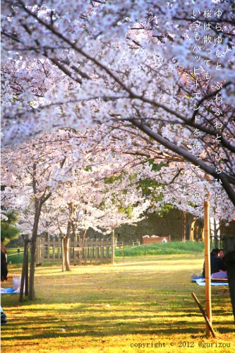 Sakura Namiki